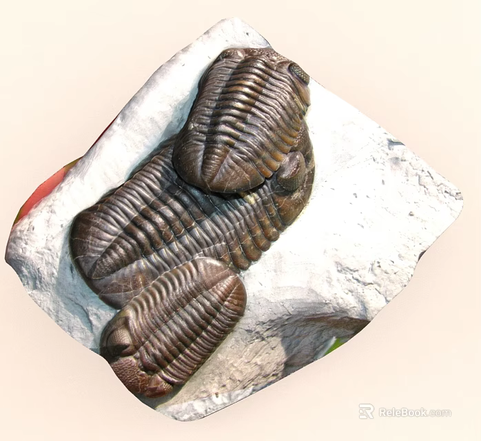 Well Preserved Ancient Trilobite Fossils Showing Detailed Exoskeleton on White Stone 3d model 