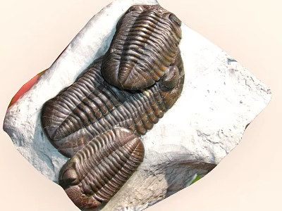 Well Preserved Ancient Trilobite Fossils Showing Detailed Exoskeleton on White Stone 3d model