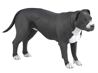 Black Dog With White Chest And Paws Standing In Muscular Pose 3d model