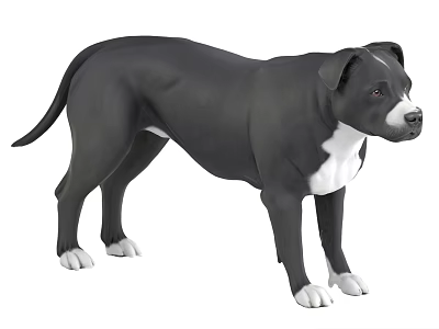 Guard Dog Guide Dog Rottweiler Pet Dog 3d model