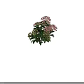 Blooming Hydrangea Plant With Pink And Yellow Flowers And Green Leaves