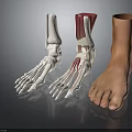 Ankle Anatomical Model Showing Skeleton Muscles Ligaments And Skin Structure Details