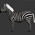 Standing Zebra With Black And White Stripes On Gray Background 3d model