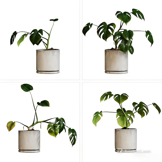 Bonsai Potted Plant With Green Leaves In White Ceramic Pot For Indoor Decor 3d model 