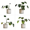 Bonsai Potted Plant With Green Leaves In White Ceramic Pot For Indoor Decor