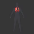 3D Transparent Human Body Model Back View Showing Red Lung Structure In Thoracic Cavity
