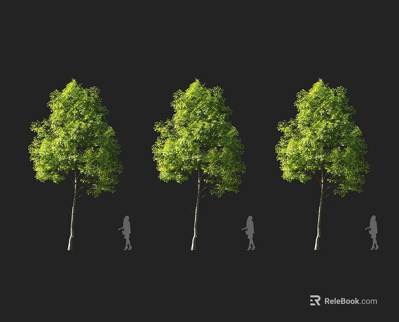 Three Tall Arbor Trees With Human Silhouettes Beside For Size Comparison 3d model 