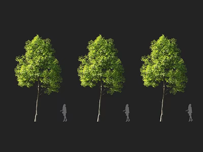 Three Tall Arbor Trees With Human Silhouettes Beside For Size Comparison 3d model