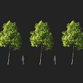 Three Tall Arbor Trees With Human Silhouettes Beside For Size Comparison