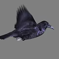 Black Crow Flying With Spread Wings And Shiny Feathers In Mid Air