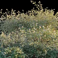 Lush Flowering Shrub with White Blooms and Green Foliage in Sunlight