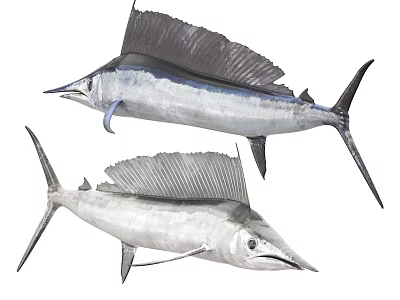 Two Silver Sailfish With Streamlined Bodies And Sail Like Dorsal Fins 3d model