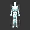 Human Skeletal System Anatomical 3D Model With Detailed Bone Structure Visualization