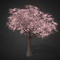 Pink Flowering Tree with Abundant Pink Blossoms in Full Bloom against Dark Background