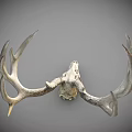 Detailed White Deer Skull With Large Antlers On Gray Background