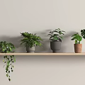 Multiple Potted Bonsai Plants In Different Pots On Wooden Shelf Against Wall