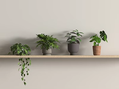 Multiple Potted Bonsai Plants In Different Pots On Wooden Shelf Against Wall 3d model