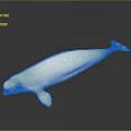 White Beluga Whale Isolated on Dark Background Marine Life Illustration
