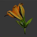 Orange Lily Flower With Yellow Bud Green Leaves And Stem Against Gray Background