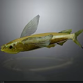 Yellow Fish With Green Wing Like Fins And Reflection On Gray Background