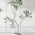 Two Bonsai Plants In White Pots Placed By Window With Gray Wall Background 3d model