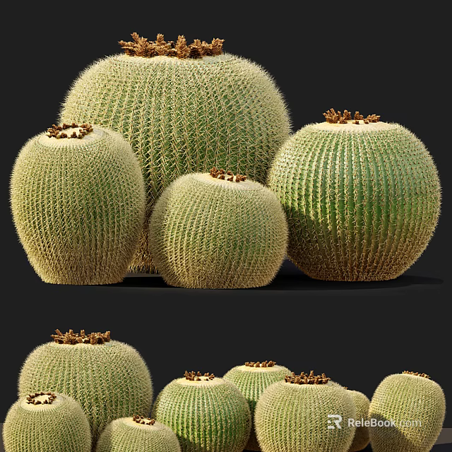 Multiple Round Green Bonsai Potted Cactus Plants With Spines And Brown Tops 3d model 