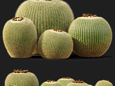 Multiple Round Green Bonsai Potted Cactus Plants With Spines And Brown Tops 3d model