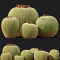 Multiple Round Green Bonsai Potted Cactus Plants With Spines And Brown Tops