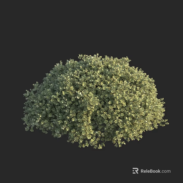 Lush Green Bush With Dense Foliage Against Dark Background 3d model