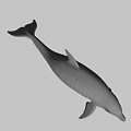 Gray Dolphin With Black Dorsal Fin Swimming In Underwater Environment
