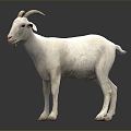 Modern Sheep Goat 3d model