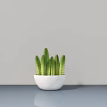 Cactus Bonsai Plant in White Pot On Gray Table With Light Gray Wall Background