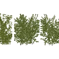 Modern Vine 3d model
