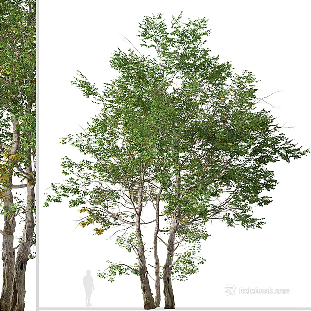 Lush Green Arbor With Dense Foliage And Multiple Branches 3d model 