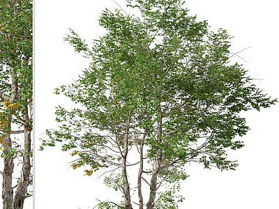 Lush Green Arbor With Dense Foliage And Multiple Branches 3d model