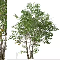Lush Green Arbor With Dense Foliage And Multiple Branches