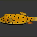 Yellow Puffer Fish With Black Spots On Shiny Surface Showing Reflection
