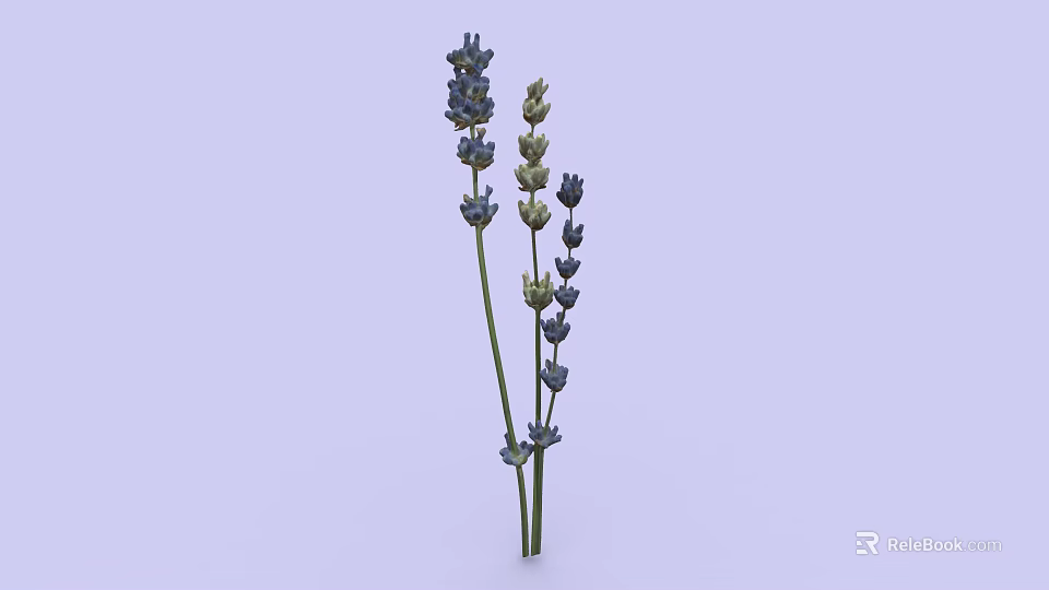 Lavender Plant With Purple Flowers And Green Stems On Light Background 3d model 