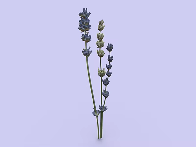 Lavender Plant With Purple Flowers And Green Stems On Light Background 3d model