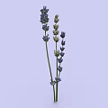 Lavender Plant With Purple Flowers And Green Stems On Light Background