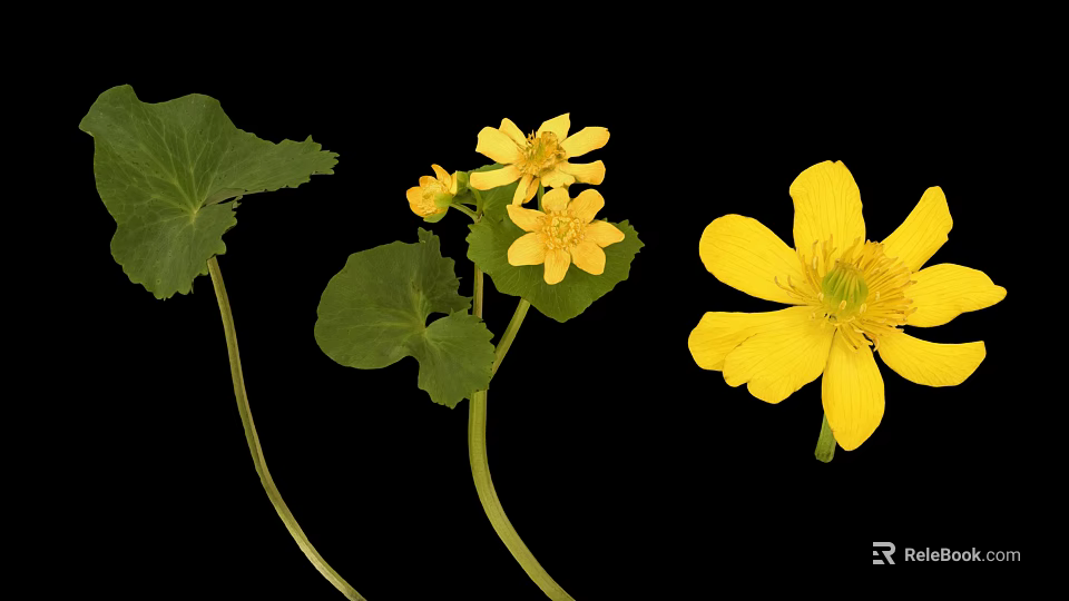 Yellow Flowering Plant with Green Round Leaves and Bright Blooms on Stems 3d model 