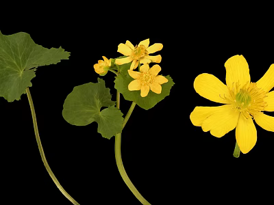 Yellow Flowering Plant with Green Round Leaves and Bright Blooms on Stems 3d model