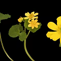 Yellow Flowering Plant with Green Round Leaves and Bright Blooms on Stems