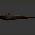 Vibrant Orange Spotted Red Finned Fresh Fish As Essential Culinary Ingredient For Daily Kitchen Use