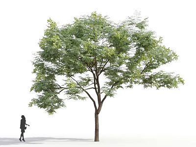 Tall Deciduous Tree With Lush Green Foliage And Pedestrian Walking Nearby 3d model
