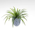 Decorative Bonsai Potted Plant with Long Green Leaves in Blue and White Patterned Pot