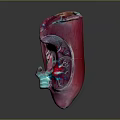 3D Medical Device Anatomical Model with Pink Exterior and Internal Vascular Structures