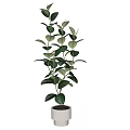 Bonsai Potted Plant With Lush Green Oval Leaves In Minimalist Ceramic Pot For Indoor Decor