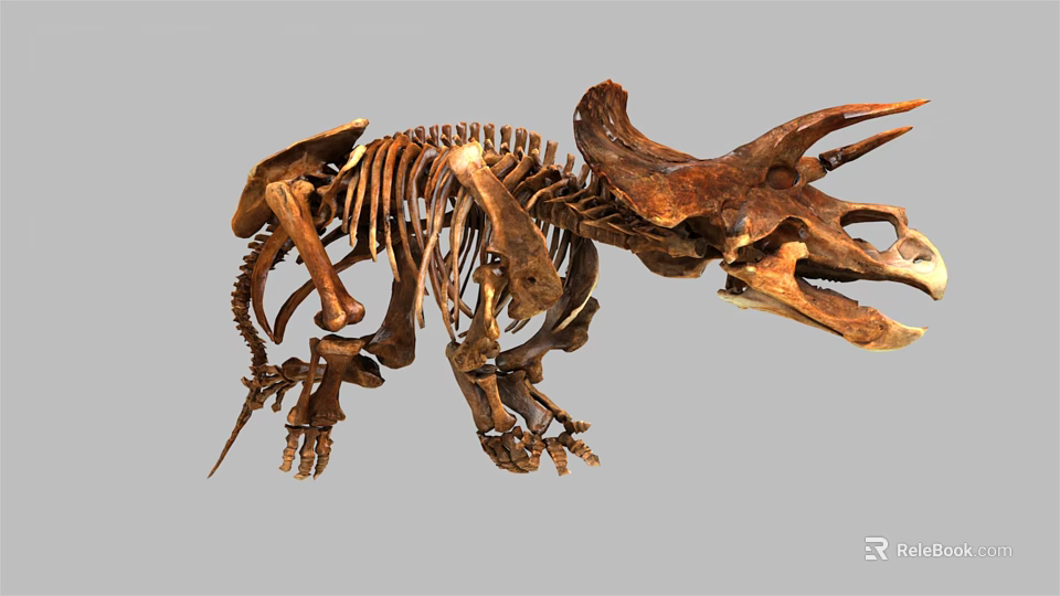 Complete Triceratops Dinosaur Skeleton Fossil Display On Gray Background 3d model 