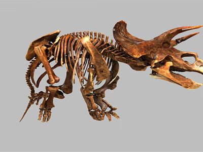 Complete Triceratops Dinosaur Skeleton Fossil Display On Gray Background 3d model